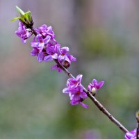 Запахло весной :: Евгений Леоненко