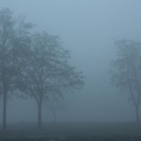 Ежик в тумане :: Вячеслав Гудзенко