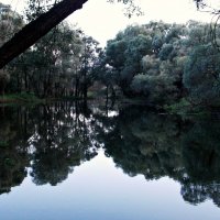 Озерцо в лесу :: Alla Kachuro