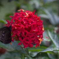 бабочка на цветке :: Светлана Коклягина
