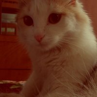 Кошка Соня. :: Arina Galanova