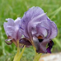 31.03.12 Ирис Гильбоа или (Iris haynei / אירוס הגלבוע - в честь исследователя Хайне). :: Борис Ржевский