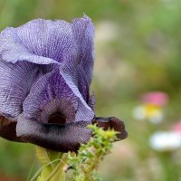 31.03.12 Ирис Гильбоа или (Iris haynei / אירוס הגלבוע - в честь исследователя Хайне). :: Борис Ржевский