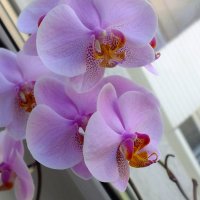 орхидеи... :: Rijiy Svo