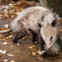 The visiting opossum :: Yanina Gotsulsky