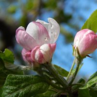 яблуневые цветки :: lesia 