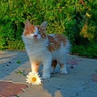 Девочка с ромашкой... :: Александр Бойко