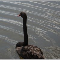 Черный лебедь на пруду :: Владимир Белов