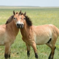 Лошадь Пржевальского :: redfox 