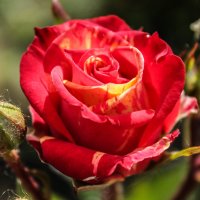 Мраморная роза :: Алена Сизова