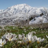 ПЕРЕВАЛ АКШУРАН, вид на г. Чимган. :: Виктор Осипчук