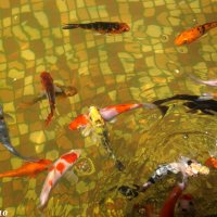 Рыбки в открытом бассейне :: Нина Бутко