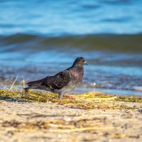 Птица "мира" на пляжу :: Сергей Гибков