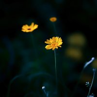 in yellow :: Zinovi Seniak