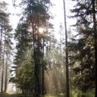 лесной пейзаж :: Анатолий Аверкин