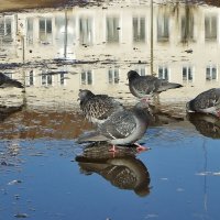 " Не зная броду , не суйся в воду " :: Святец Вячеслав 