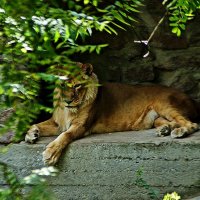 в тенёчке :: Александр Корчемный