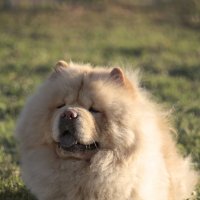 Вальяжный пес в лучах заката :: Тата Казакова