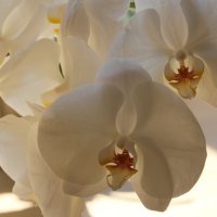 орхидеи :: Olga 