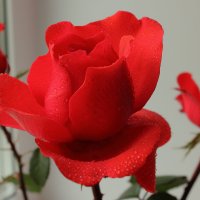 Алые розы :: Лидия (naum.lidiya)