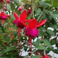 Фуксия магелланская (Fuchsia magellanca) :: Galina Dzubina