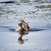 На воде :: Татьяна Губина