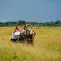 Лошадка :: Александр 