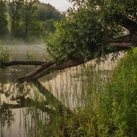 Утром туманным... :: Альмира Юсупова