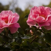 « Прекрасна роза розовая , райская –     светящаяся , пышная и майская …» :: Андрей Нибылица