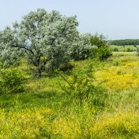 Летние зарисовки :: Игорь Сикорский