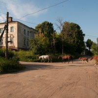 Лошади в Знаменке (Смоленская область) :: Alexander Petrukhin 