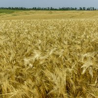 Пшеница :: Игорь Сикорский