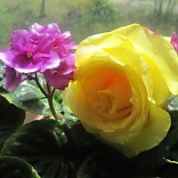 Солнечная роза и фиалка украшают мой дом :: Елена Семигина