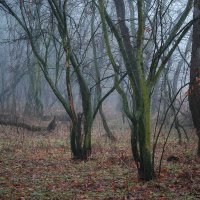 foggy forest :: Roman 