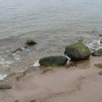 Морские "камушки" :: lara461 