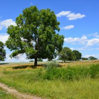 Донская степь. :: Виктор ЖИГУЛИН.