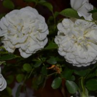Белые розы. :: zoja 