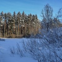 Зимний лес :: Владимир Брагилевский