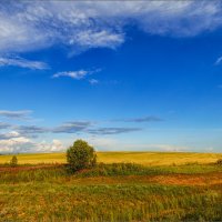 Лето, поле, облака... :: Александр Никитинский