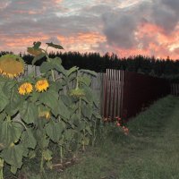 Спряталось солнышко :: Николай Масляев