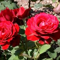 Розы из церковного двора :: Нина Корешкова