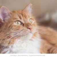 Персиковая кошка :: vik zhavoronka