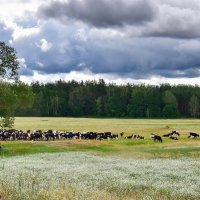 .  Будет  молоко. :: Валера39 Василевский.