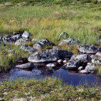 В горной тундре летом (1) :: Ольга Засухина 