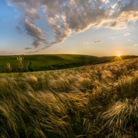 Ковыль на закате. :: Фёдор. Лашков