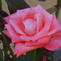 Утро в розовом цвете... :: Тамара (st.tamara)