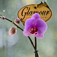Первая орхидея! :: Валерий Лазарев