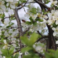 Весенний солдатик в терносливе. :: Екатерина 