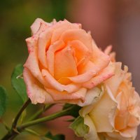 Розы в монастырском саду. :: Геннадий Александрович