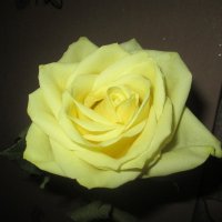 Желтая роза :: Анна Бойнегри